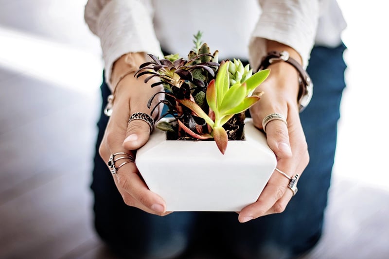 Succulent
